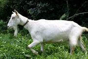 Высокоудойная зааненская коза безрогая белая